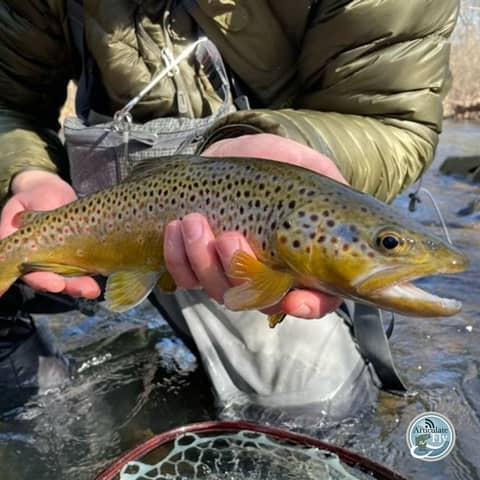 S3, Ep 173: Central PA Fishing Report with TCO Fly Shop
