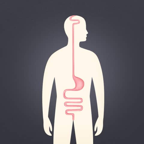 Gut: The Inside Story of Our Body's Organ