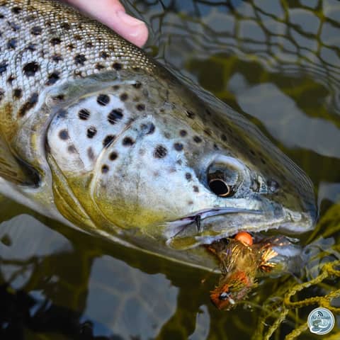 S5, Ep 20: Southwest VA Fishing Report with Matt Reilly