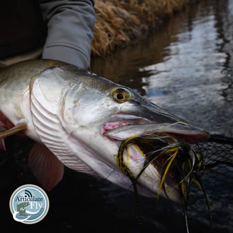 S3, Ep 2: Southwest VA Fishing Report with Matt Reilly