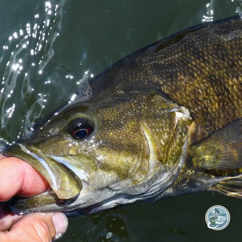 S4, Ep 95: Southwest VA Fishing Report with Matt Reilly