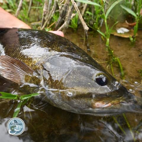 S3, Ep 108: Southwest VA Fishing Report with Matt Reilly