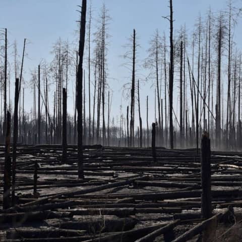 The Deforestation of Eastern Ukraine