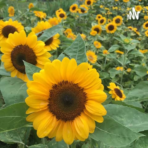 Episode 2 - The Gift of Irritation