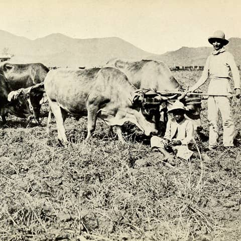 #879 La industria ganadera en Puerto Rico durante los Siglos XVI al XVIII