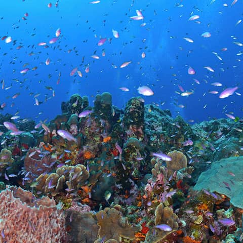 #551 Los recursos marinos y costeros de Puerto Rico