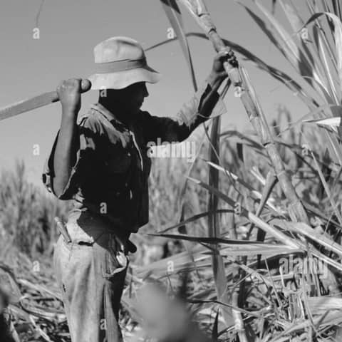 #533 La economía de la conquista: la minería y el azúcar