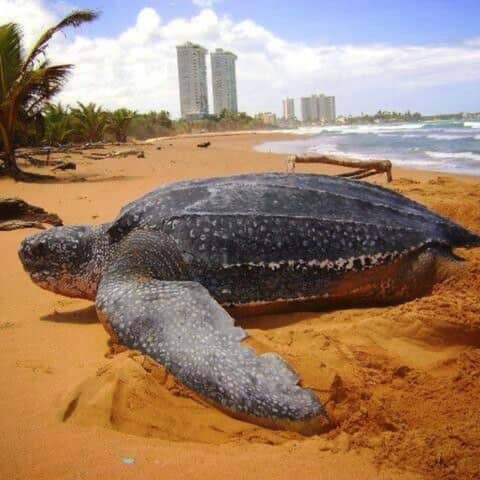 #444 Los tinglares en Puerto Rico