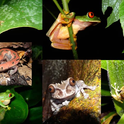 #390 La herpetología, el Yunque y los Coquíes