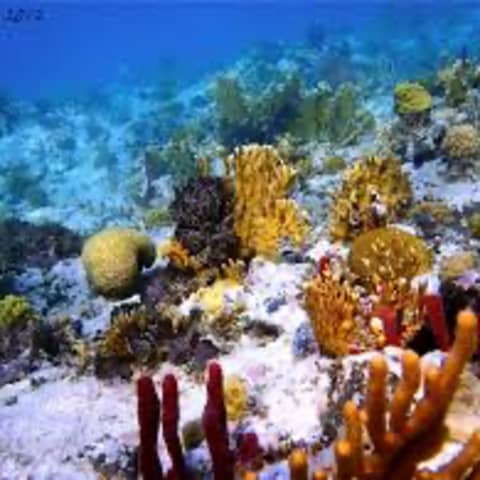 #82 La historia de la conservación marina en Puerto Rico