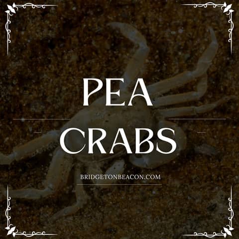 Pea Crabs in Your Oysters 🦀 How About That