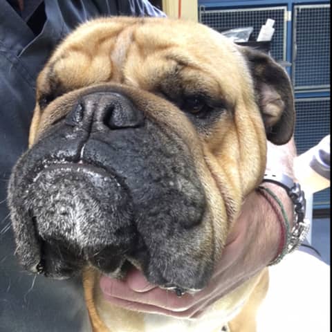 Peri-operative management of brachycephalic dogs, with Dr Bronwyn Fullagar and Dr Mark Tenenbaum.