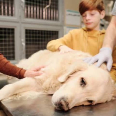#80: Everything you need to know about canine lymphoma. With Dr Penny Thomas