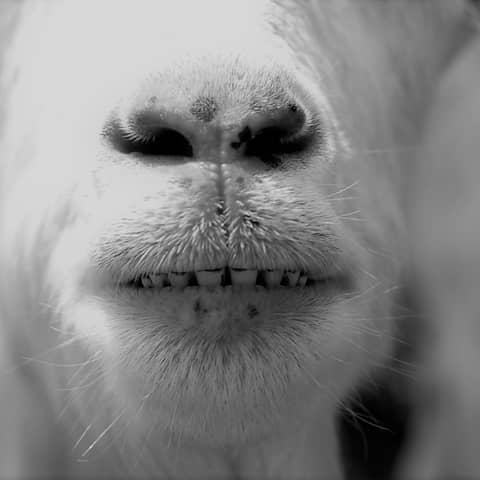 Double Trouble - Episode 3: Madison and Oggers / Timothy in Trouble