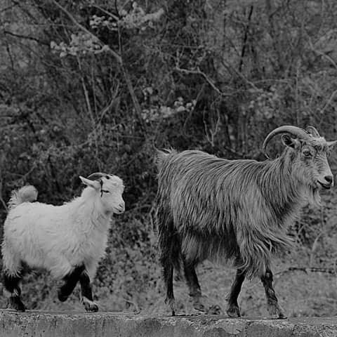 Double Trouble - Episode 5: Dating Jemima