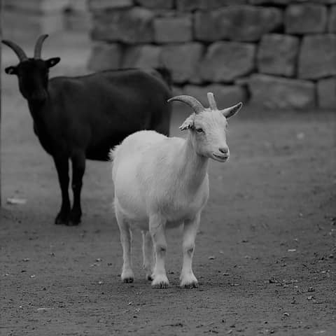 Double Trouble - Episode 7: Timothy Aldridge - advertising genius