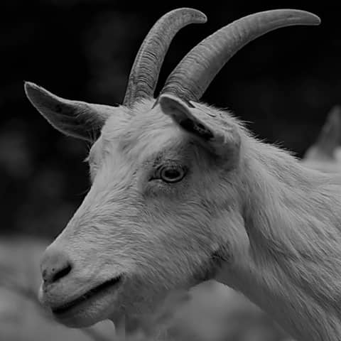 Double Trouble - Episode 10: The origin story