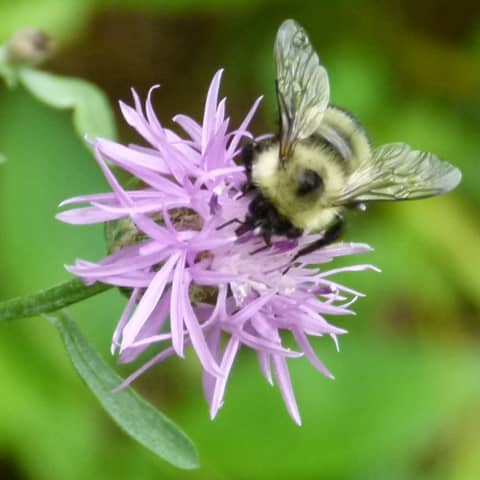 Things that Sting with professor Justin O. Schmidt