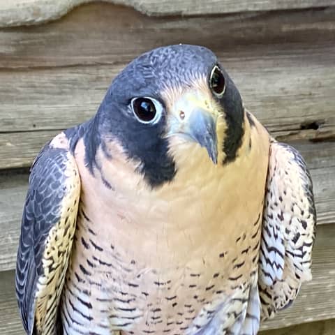 Wild Mountain Bird Rescue