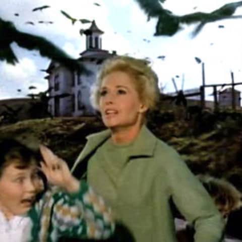 The Birds. Alfred Hitchcock 1963
