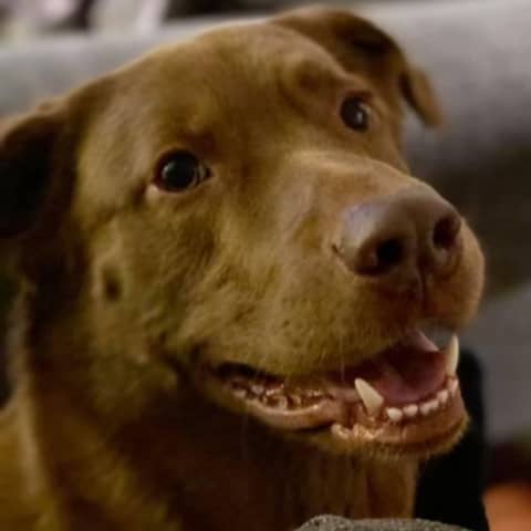 Culper's Canteen Cup S01E78