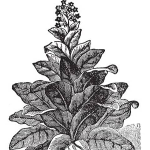 #771 El cultivo del tabaco tras el 1898