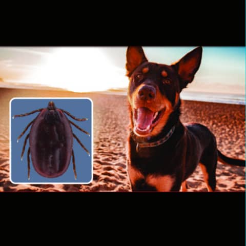 #65: Ehrlichia canis update