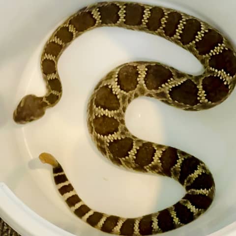 California Snakes with Michael Starkey