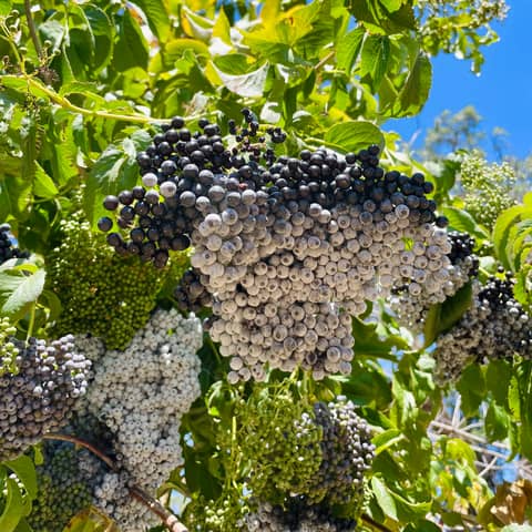 TEK (Traditional Ecological Knowledge / Indigenous Ecological Knowledge) with Frank Lake