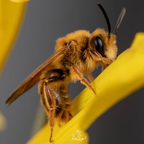 Native Bees with Krystle Hickman