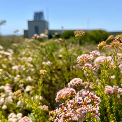 Coastal Wetlands with Empress Holliday
