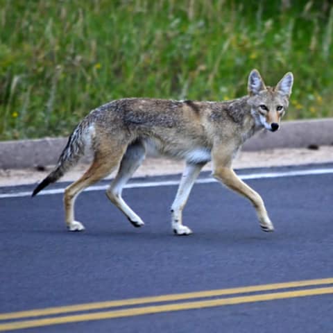 Wildlife Crossings with Ben Goldfarb