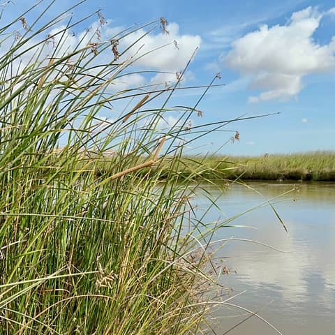 [Greatest Hits] Central Valley Water and Wetlands with Ellen Wehr