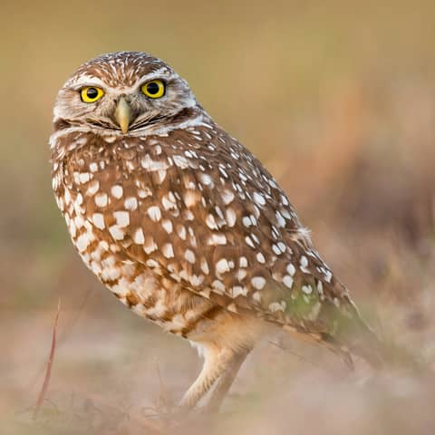 Burrowing Owls with Phil Unitt