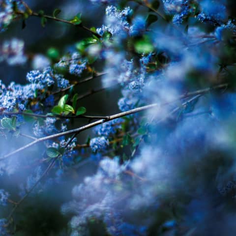 Keystone Plants with Doug Tallamy