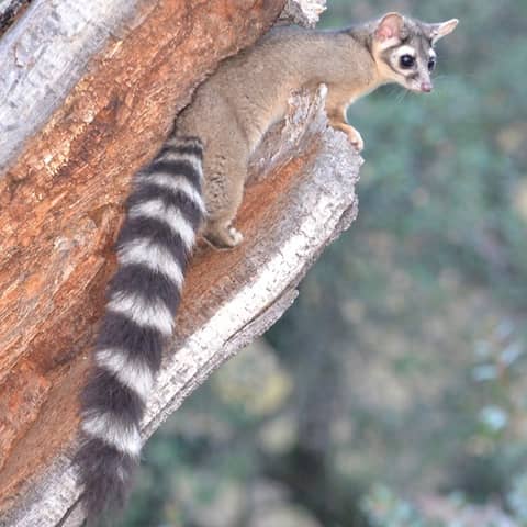 Ringtails with Dave Wyatt and Kristyn Schulte