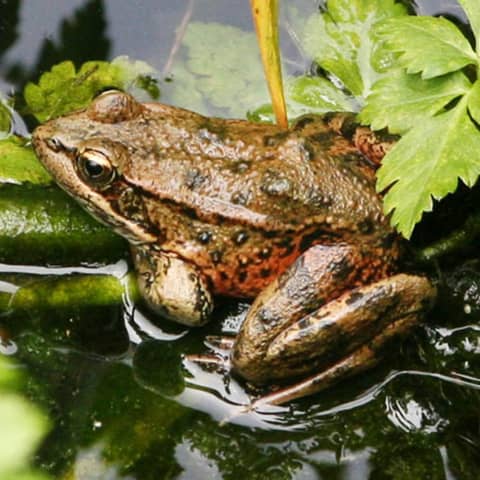 California Red-Legged Frogs with Brad Hollingsworth