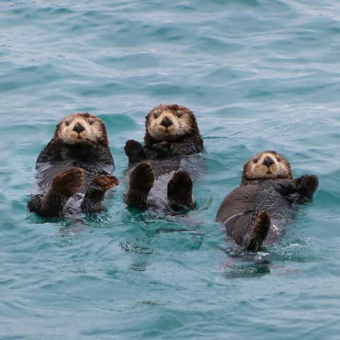 Saving California: How 30x30 Is Growing the Conservation Movement in the Golden State