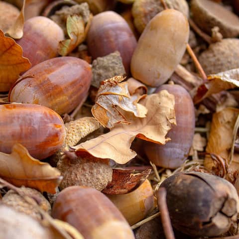 Critical Mast: Oak Trees with Zarah Wyly