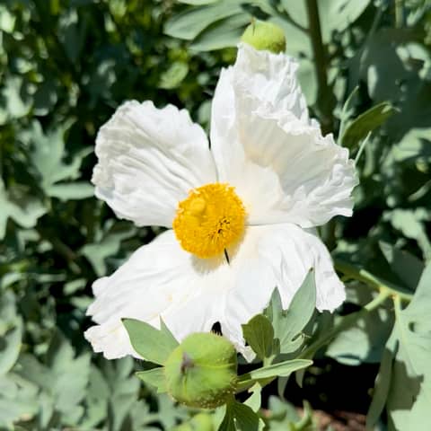 Resolutions with Anders Reynolds and Bill Hodge