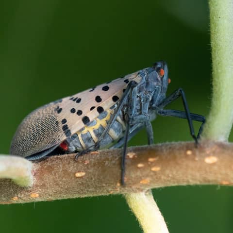 CRISP on the front lines: Invasive Species Emerging in the Catskills