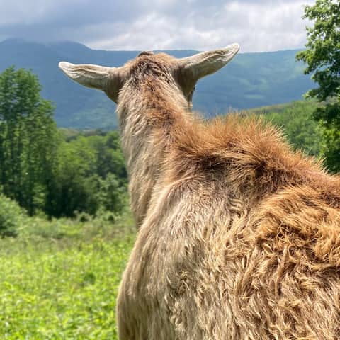 Pruning Experts 🌿 Bring in the Goats!