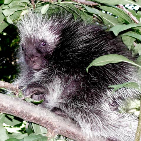 Porcupine Pursuits with Uldis Roze