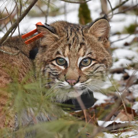 Bobcats and Bird Flu: Research Insights Emerging from Cornell