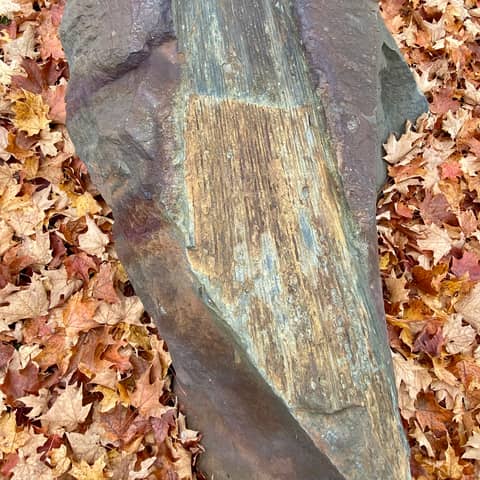 Before the Catskills: Gilboa’s Fossil Forest