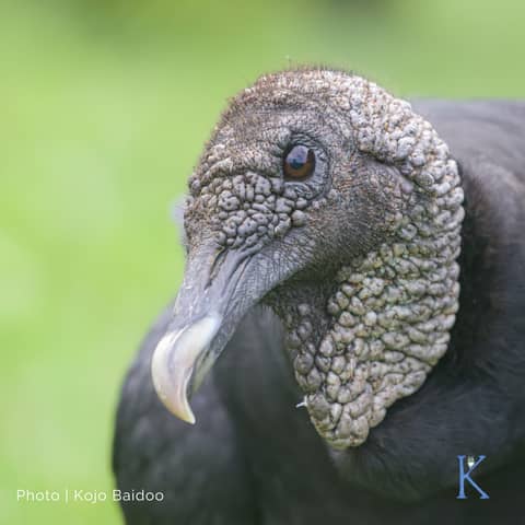Nature’s Janitors | With Kojo Baidoo, Naturalist and Ecologist