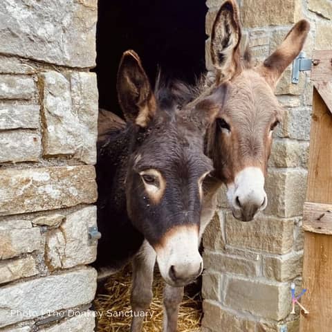 The Donkey Sanctuary | With Dr. Cara Clancy, Senior Researcher