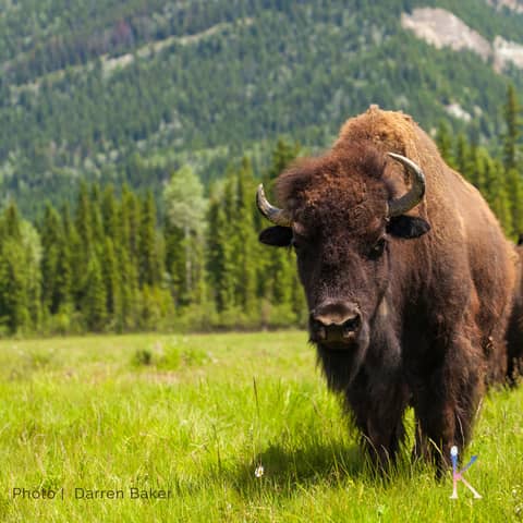 The Story of the Buffalo | With Zintkala Rivera, Range Ecologist