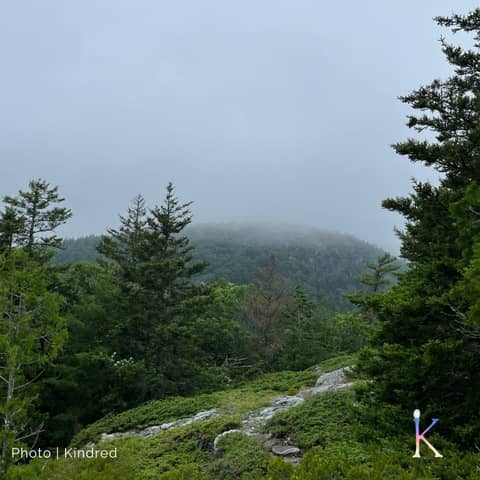 Boreal Forests | With Dr. Jennifer Baltzer, Forest Ecologist