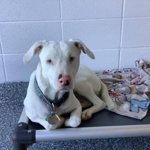 Bonus Episode: 100 Seconds to Midnight: The Santa Tracker